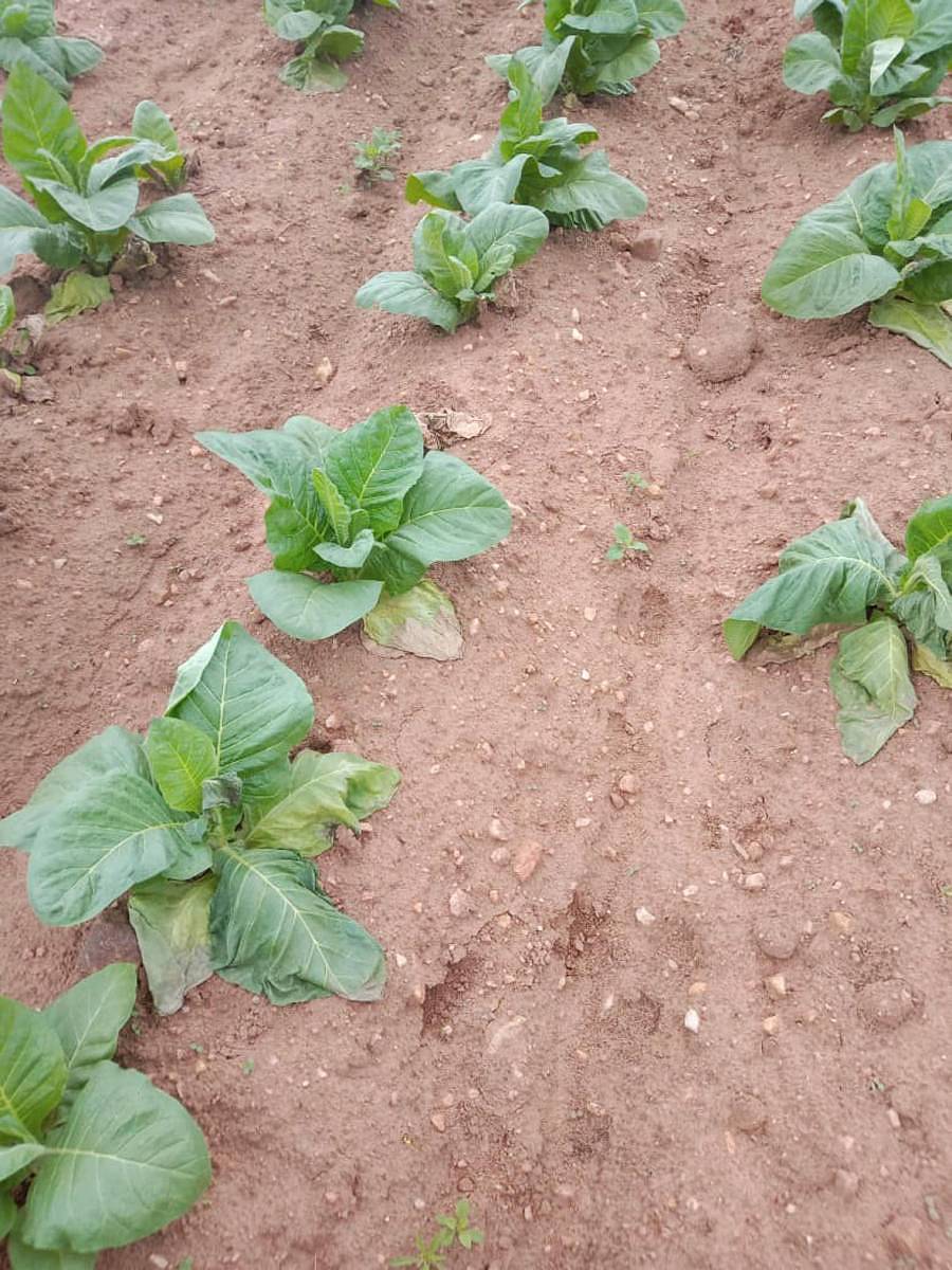 ರಾಮನಾಥಪುರ ಹೋಬಳಿಯ ಗಂಗೂರು ಗ್ರಾಮದ ಹೊಲಗಳಲ್ಲಿ ನಾಟಿಯಾದ ಹೊಗೆಸೊಪ್ಪಿನ ಗಿಡಗಳು ಹೊಲದಲ್ಲಿ ಸಾಯುತ್ತಿವೆ