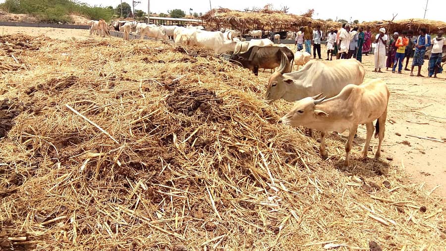 ಮೊಳಕಾಲ್ಮುರು ತಾಲ್ಲೂಕಿನ ಮುತ್ತಿಗಾರಹಳ್ಳಿ ಮ್ಯಾಸರಹಟ್ಟಿ ಗೋಶಾಲೆ ಸ್ಥಗಿತಗೊಳಿಸಿರುವುದರಿಂದ ಸೋಮವಾರ ಸಗಣಿ ರಾಶಿಯಲ್ಲಿ ಬಿದ್ದಿರುವ ಮೇವು ತಿನ್ನುತ್ತಿರುವ ಜಾನುವಾರು