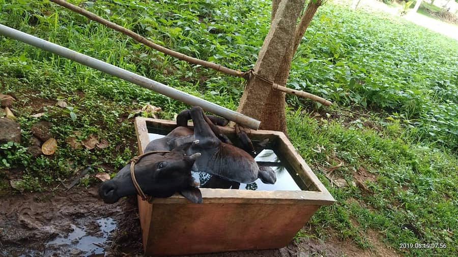 ಒಂಟಿ ಸಲಗ ದಾಳಿಗೆ ಬಲಿಯಾದ ಹಸು.