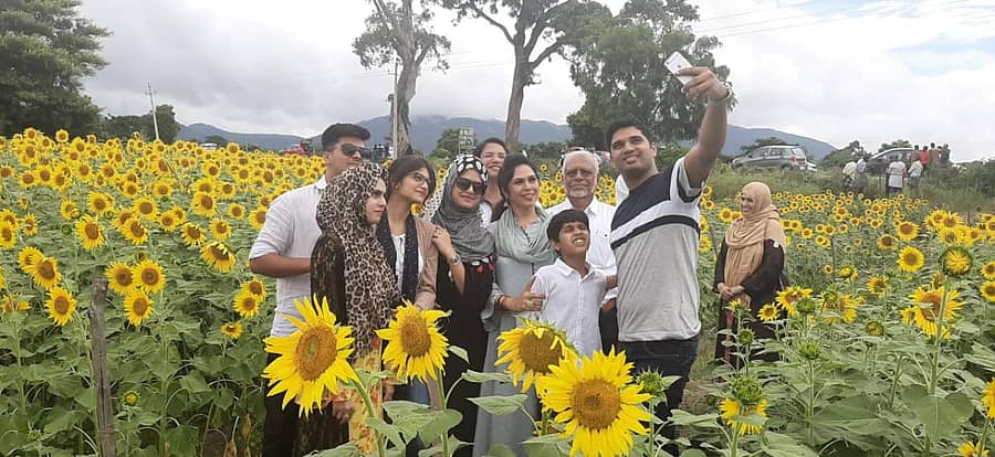 ಸೂರ್ಯಕಾಂತಿ ತೋಟದಲ್ಲಿ ಸೆಲ್ಫಿ ತೆಗೆದುಕೊಳ್ಳುತ್ತಿರುವ ಪ್ರವಾಸಿಗರು