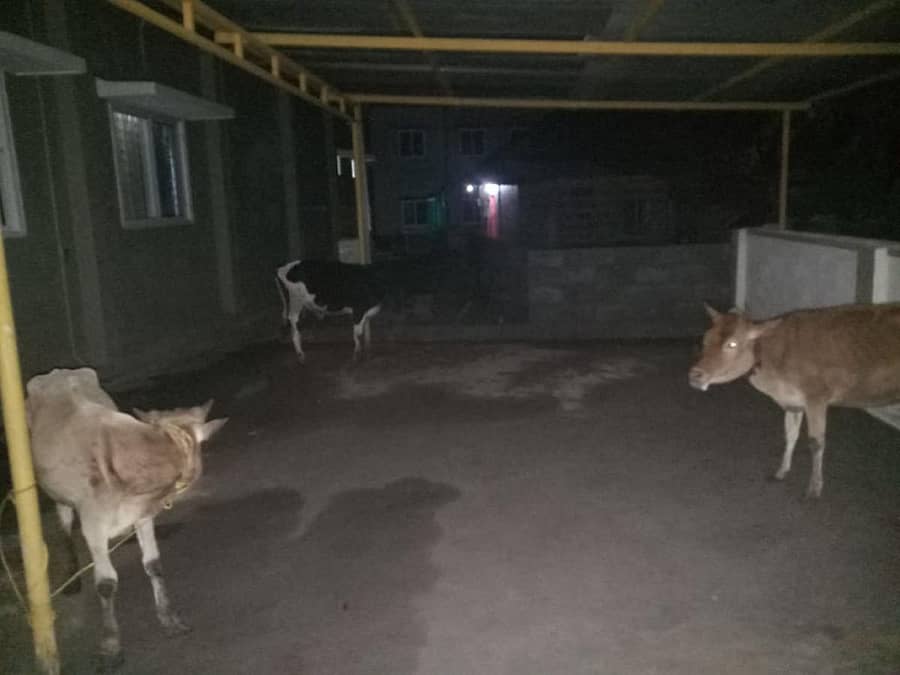 ಉಪ್ಪಿನಂಗಡಿ ಪೊಲೀಸರು ಅಕ್ರಮ ಗೋ ಸಾಗಣೆ ಪ್ರಕರಣದಕ್ಕೆ ಸಂಬಂಧಿಸಿ 3 ಜಾನುವಾರು ಮತ್ತು ಇಬ್ಬರನ್ನು ವಶಕ್ಕೆ ತೆಗೆದುಕೊಂಡಿದ್ದಾರೆ