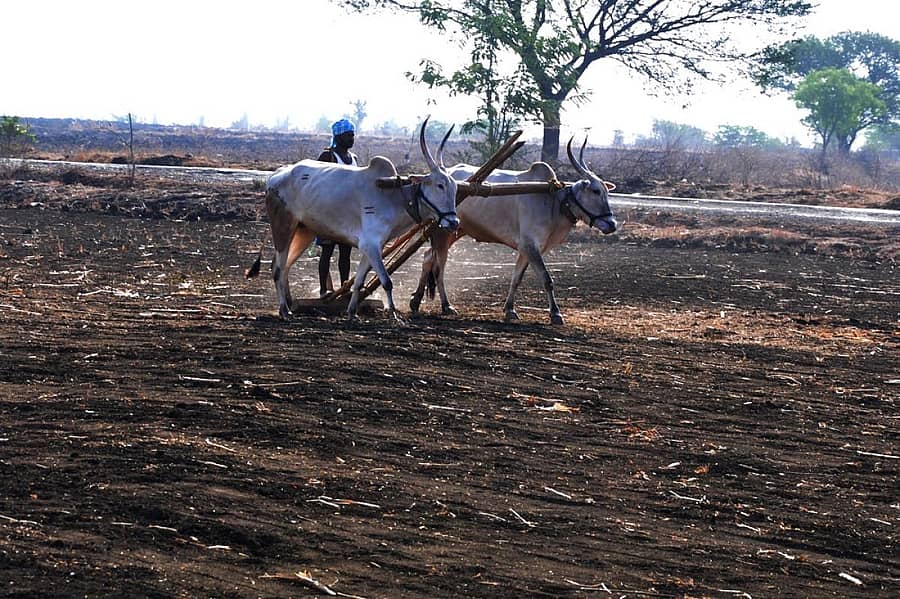 ರೈತ ಹೊಲ ಉಳುಮೆ ಮಾಡುತ್ತಿರುವುದು