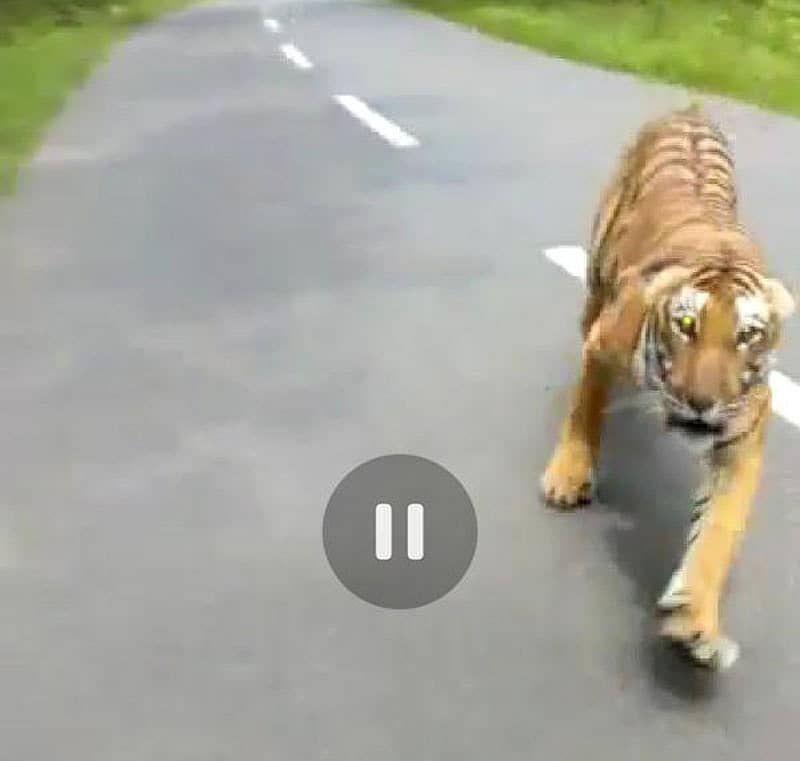 ಬೈಕ್‌ ಸವಾರರನ್ನು ಅಟ್ಟಿಸಿಕೊಂಡು ಬಂದ ಹುಲಿ
