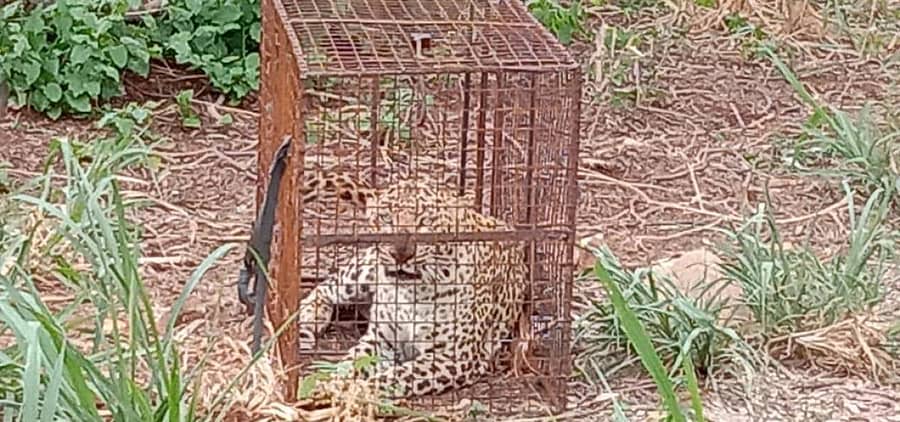 ಮಧುಗಿರಿ ತಾಲ್ಲೂಕಿನ ಹನುಮಂತಪುರ ಗ್ರಾಮದ ರವಿಶಂಕರ್ ರೆಡ್ಡಿ ಎಂಬುವವರ ಜಮೀನಿನಲ್ಲಿ ಚಿರತೆ ಕೋಳಿ ಬೋನಿಗೆ ಬಿದ್ದಿರುವುದು