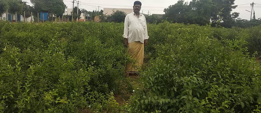 ಮಲ್ಲಿಗೆ ಹೂವಿನ ತೋಟದಲ್ಲಿ ಹೂಗಾರ ಚಂದ್ರಪ್ಪ