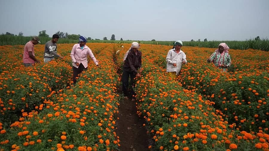 ನಿಪ್ಪಾಣಿ ತಾಲ್ಲೂಕಿನ ಭೋಜ್ ಗ್ರಾಮದ ಯುವಕ ವರ್ಧಮಾನ ಪಾಟೀಲ ಅವರು ಬೆಳೆದಿರುವ ಚೆಂಡು ಹೂವು ಬೆಳೆ