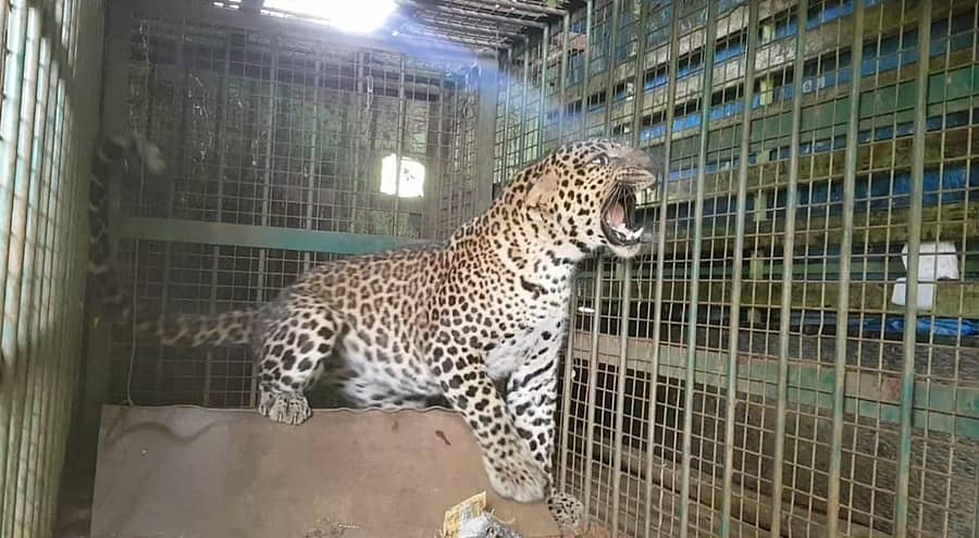 ಬೋನಿಗೆ ಬಿದ್ದ ಚಿರತೆ