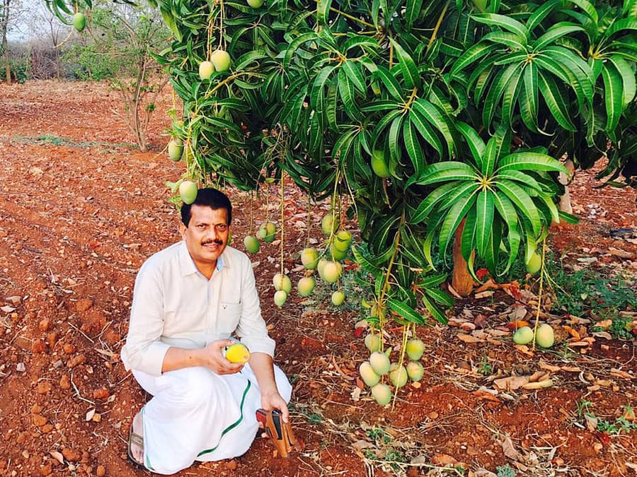 ಚಿತ್ರದುರ್ಗ ಜಿಲ್ಲೆಯ ಚಳ್ಳಕೆರೆ ತಾಲ್ಲೂಕಿನ ಹರವಿಗೊಂಡನಹಳ್ಳಿಯ ಕೃಷಿಕ ಎಚ್.ಎಂ.ಯೋಗಾನಂದ ಮೂರ್ತಿ ಅವರು ತೋಟದಲ್ಲಿ ಮಾವು ಬೆಳೆದಿರುವುದು. 