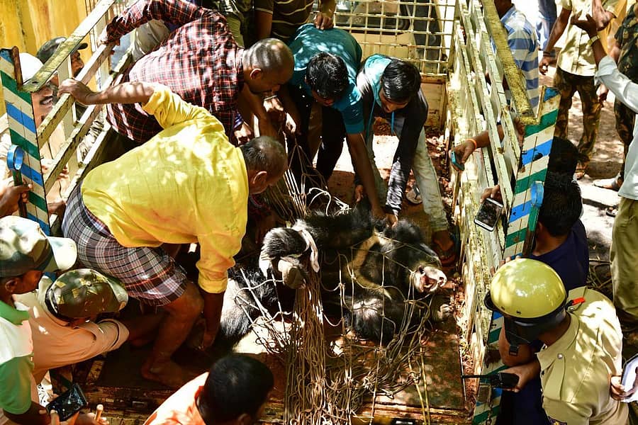 ಕೊಪ್ಪಳದ ಕಾವ್ಯಾನಂದ (ಈಶ್ವರ) ಪಾರ್ಕ್ ಸಮೀಪದ ನ್ಯಾಯಾಧೀಶರ ವಸತಿಗೃಹದ ಕಾರು ಪಾರ್ಕಿಂಗ್ ಪ್ರದೇಶದಲ್ಲಿ ಅವಿತುಕೊಂಡಿದ್ದ ಕರಡಿಯನ್ನು ಅರಣ್ಯ ಇಲಾಖೆ ಸಿಬ್ಬಂದಿ ಸೆರೆ ಹಿಡಿದರು