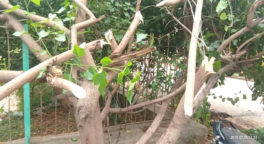 ಬೆಸ್ಕಾಂ ಕಟಾವು ಮಾಡಿರುವ ಮರಗಳು.