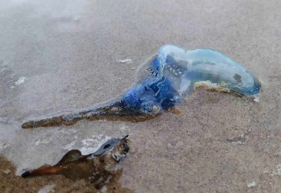 ಕಾರವಾರದ ಕಡಲತೀರದಲ್ಲಿ ಕಾಣಿಸಿಕೊಂಡ ‘ಫೈಸಾಲಿಯಾ ಫೈಸಾಲಿಸ್’