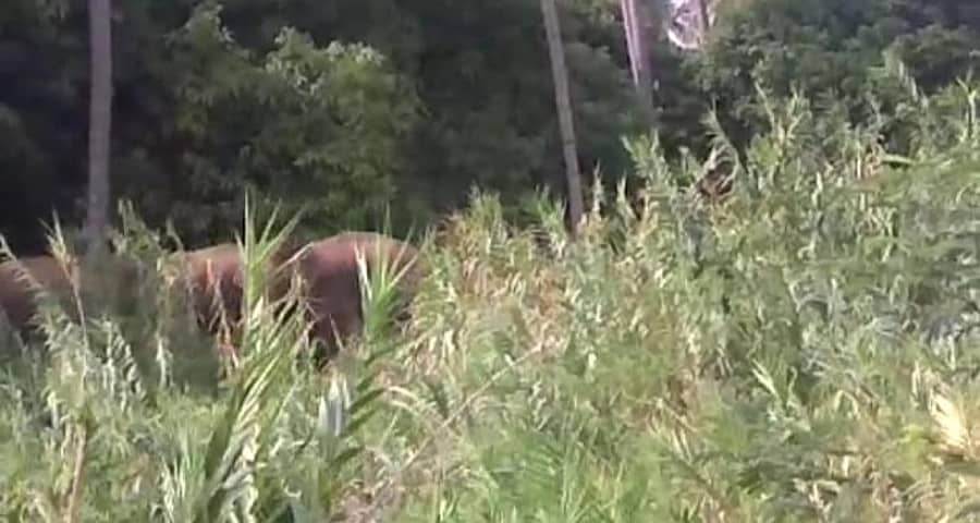 ಹಲಗೂರು ಸಮೀಪ ಚಿಕ್ಕ ತೊರೆ ಬಳಿ ಕಾಣಿಸಿಕೊಂಡ ಆನೆಗಳು