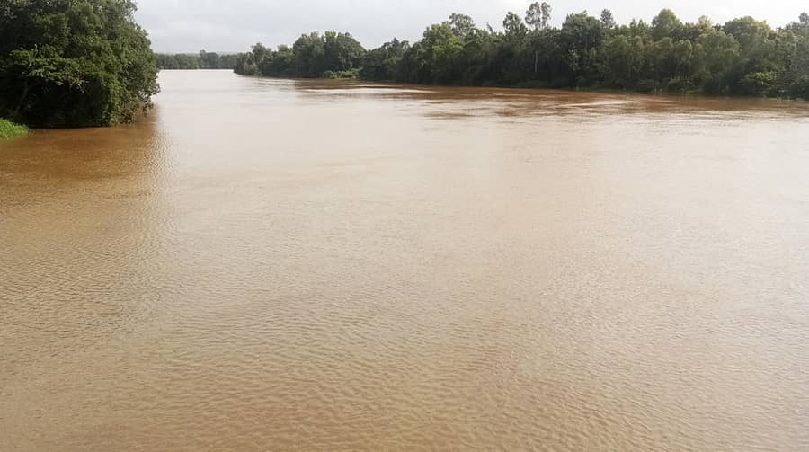 ಕೊಡಗಿನ ಭಾಗದಲ್ಲಿ ಮಳೆ ಚುರುಕಾಗಿದ್ದರಿಂದ ಕೊಣನೂರು ಸಮೀಪದ ಕಡುವಿನಹೊಸಳ್ಳಿಯ ಬಳಿ ಕಾವೇರಿ ನದಿ ಮೈದುಂಬಿ ಹರಿಯುತ್ತಿದೆ –ಪ್ರಜಾವಾಣಿ ಚಿತ್ರ