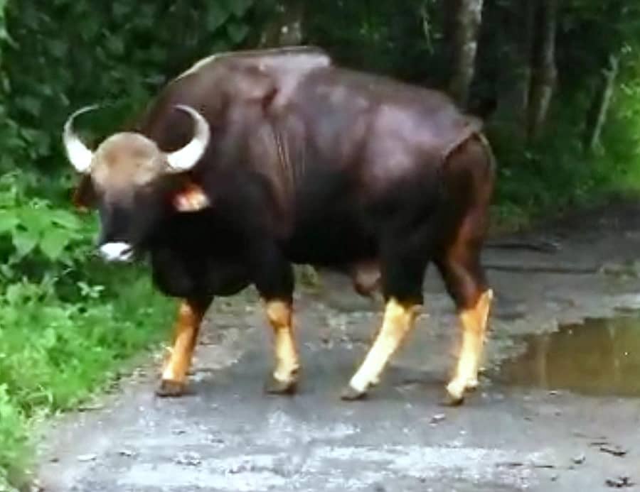 ನಾಗರಗಾಳಿ ಅರಣ್ಯದ ರಸ್ತೆಯಲ್ಲಿ ಸೋಮವಾರ ಕಾಣಿಸಿಕೊಂಡ ಕಾಡುಕೋಣ