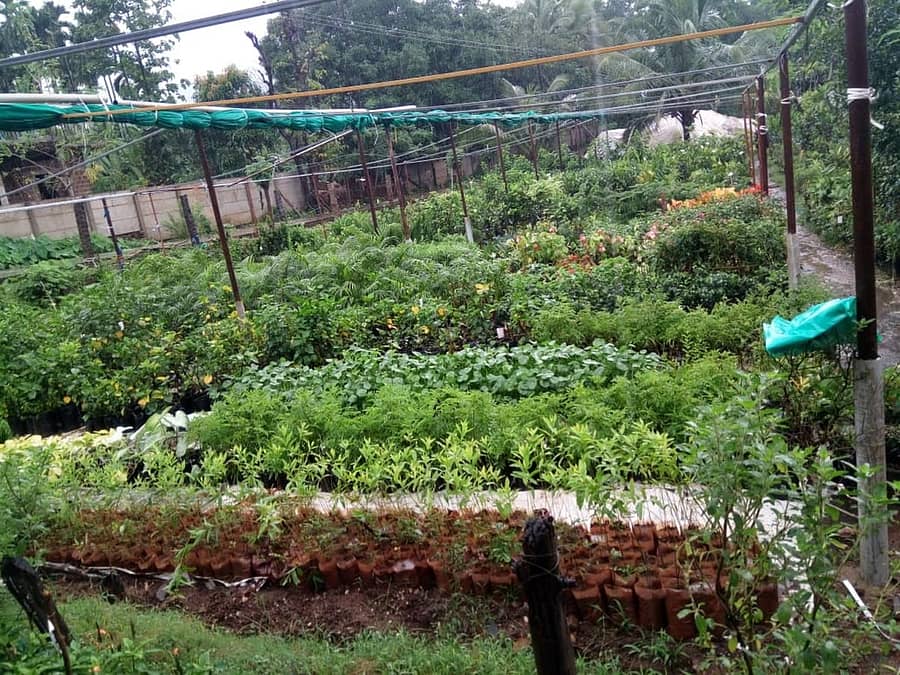 ಯಲ್ಲಾಪುರ ತಾಲ್ಲೂಕಿನ ಗುಳ್ಳಾಪುರದಲ್ಲಿರುವ ‘ವನದುರ್ಗಾ ನರ್ಸರಿ’ಯಲ್ಲಿ ನಳನಳಿಸುತ್ತಿರುವ ಗಿಡಗಳು.