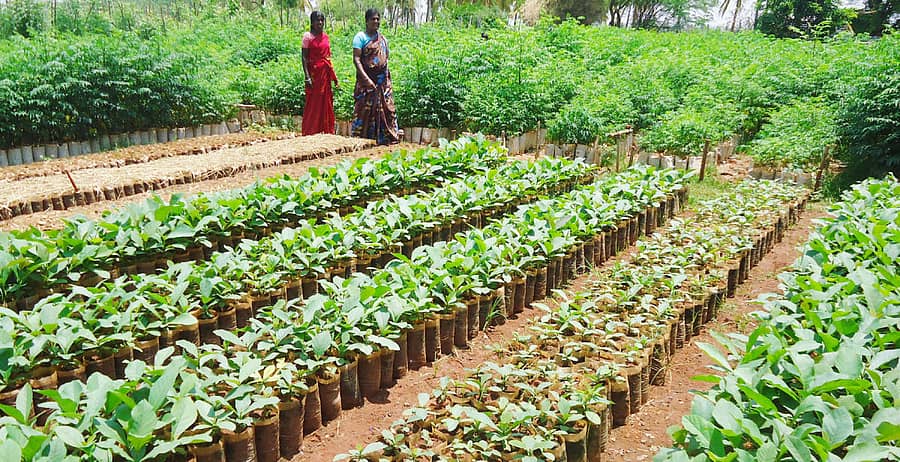 ಯಳಂದೂರು ತಾಲ್ಲೂಕಿನ ಗುಂಬಳ್ಳಿ ಗ್ರಾಮದ ಸಾಮಾಜಿಕ ಅರಣ್ಯ ವಲಯದಲ್ಲಿ ರೈತರಿಗೆ ವಿತರಿಸಲು ಸಸಿಗಳನ್ನು ಬೆಳೆಸಲಾಗಿದೆ