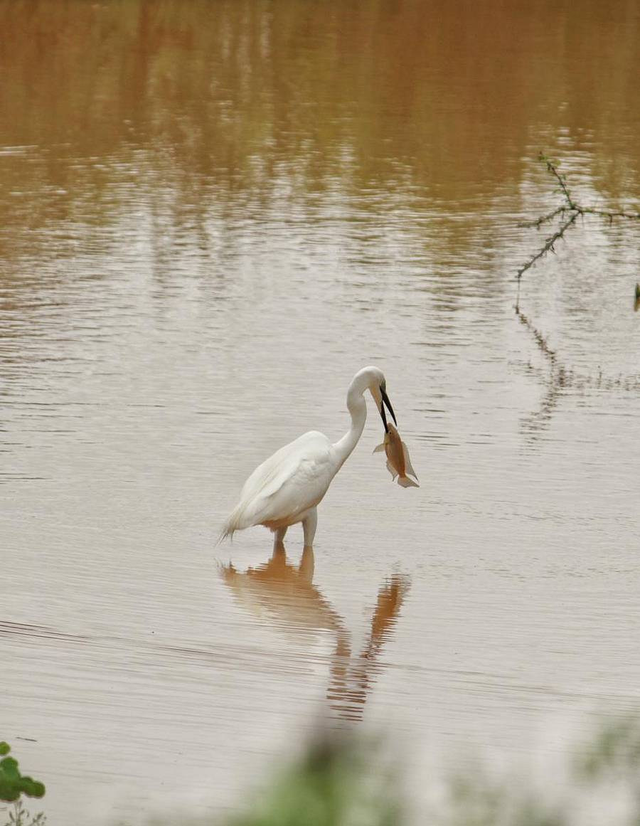 ಮಿಶ್ರಿಕೋಟಿ ಗ್ರಾಮದ ಮೀನು ಕೆರೆಯಲ್ಲಿ ಮೀನು ಹಿಡಿಯುತ್ತಿರುವ ದೊಡ್ಡ ಬೆಳ್ಳಕ್ಕಿ