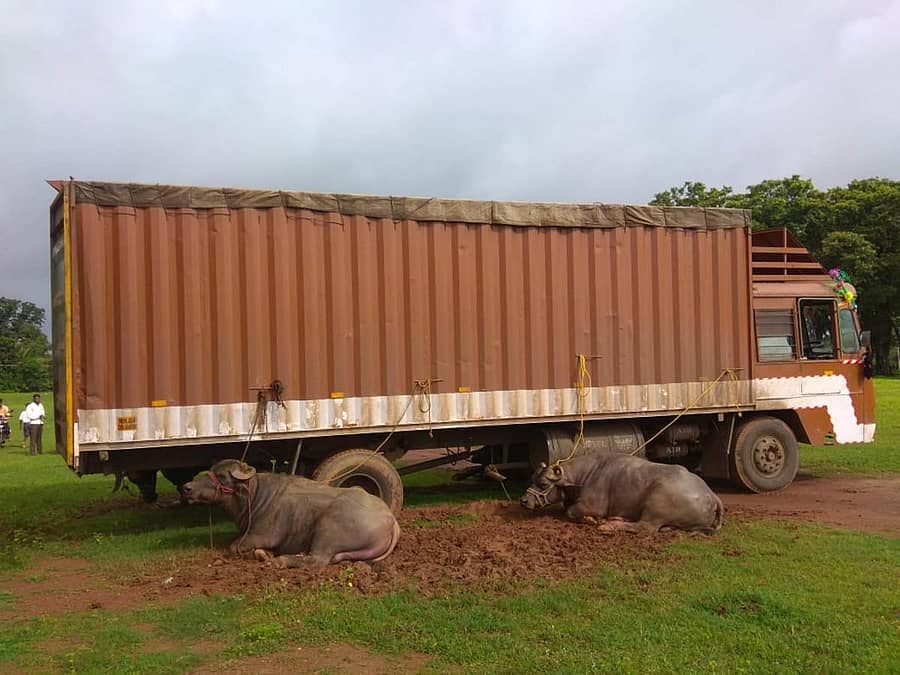 ಕೋಣಗಳ ಸಾಗಾಟಕ್ಕೆ ಬಳಸಿದ್ದ ವಾಹನ