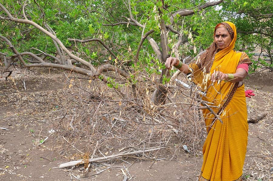 ವಿಜಯಪುರ ತಾಲ್ಲೂಕು ನಾಗಠಾಣ ಗ್ರಾಮದಲ್ಲಿ ಒಣಗಿದ ನಿಂಬೆ ಗಿಡಗಳನ್ನು ತೋರಿಸುತ್ತಿರುವ ರೈತ ಮಹಿಳೆ ರತ್ನಾಬಾಯಿ ಜನವಾಡ. -ಪ್ರಜಾವಾಣಿ ಚಿತ್ರ/ಸಂಜೀವ ಅಕ್ಕಿ