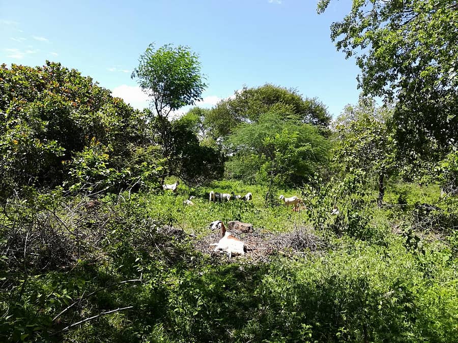 ಉದ್ಯಾನದಲ್ಲೇ ಕುರಿಗಳು ಮೆಯುತ್ತಿರುವುದು