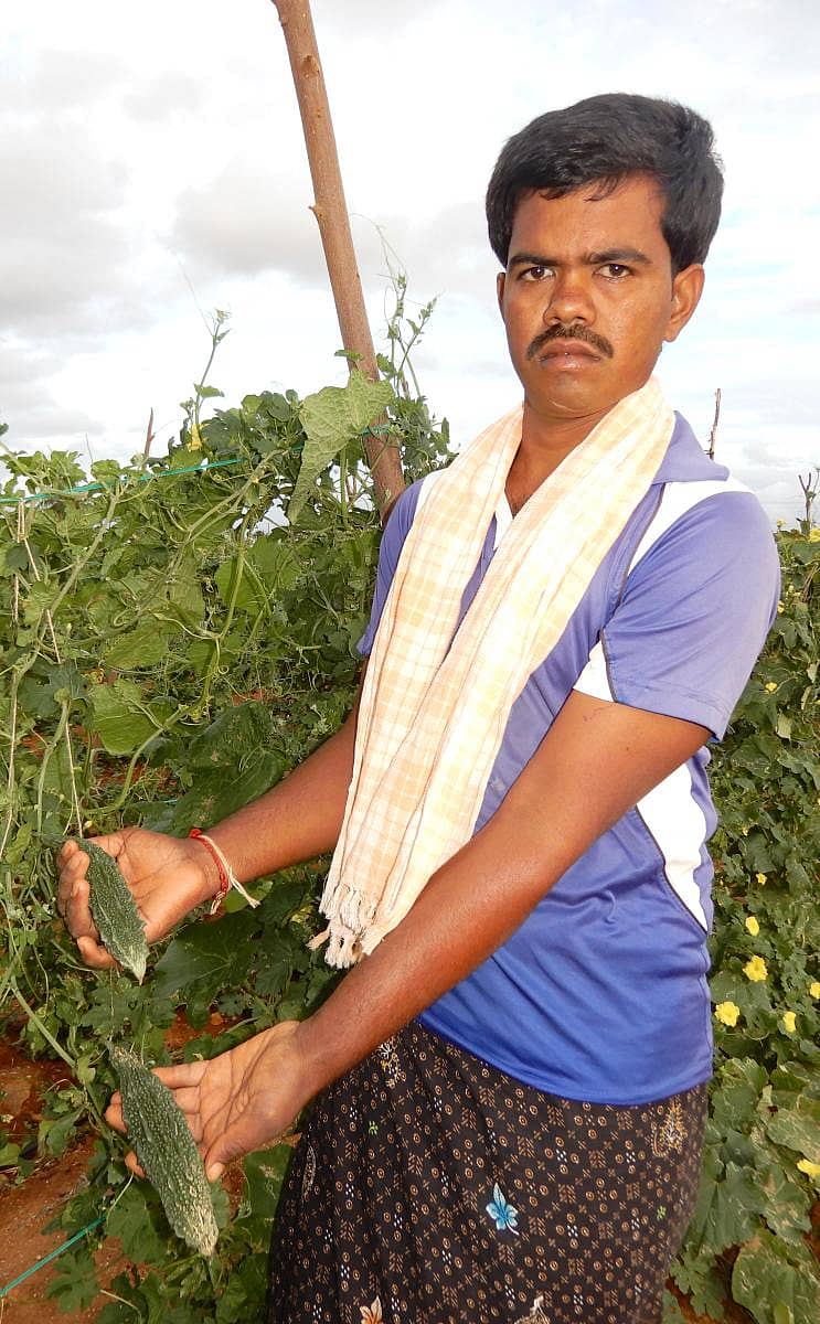 ತೋಟದಲ್ಲಿ ಬೆಳೆದ ಹಾಗಲಕಾಯಿಯೊಂದಿಗೆ ರೈತ ಸೆರೆಗಾರ ಮಂಜುನಾಥ