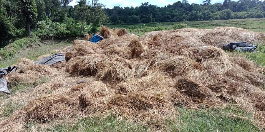 ಭಾನುವಾರ ರಾತ್ರಿ ದಾಳಿ ನಡೆಸಿರುವ ಮೂರು ಕಾಡಾನೆಗಳ ಹಿಂಡು ಕಿರುಗೂರು ಗ್ರಾಮದ ಕೃಷಿಕ ಕಾಕೇರ ರವಿ ಎಂಬುವವರು ಸಂಗ್ರಹಿಸಿಟ್ಟಿದ ಹುಲ್ಲು ನಾಶ ಮಾಡಿವೆ