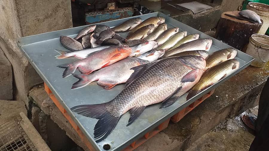 ರಾಮನಗರದ ಮಳಿಗೆಯೊಂದರಲ್ಲಿ ಮಾರಾಟಕ್ಕೆ ಇಟ್ಟ ಮೀನುಗಳು