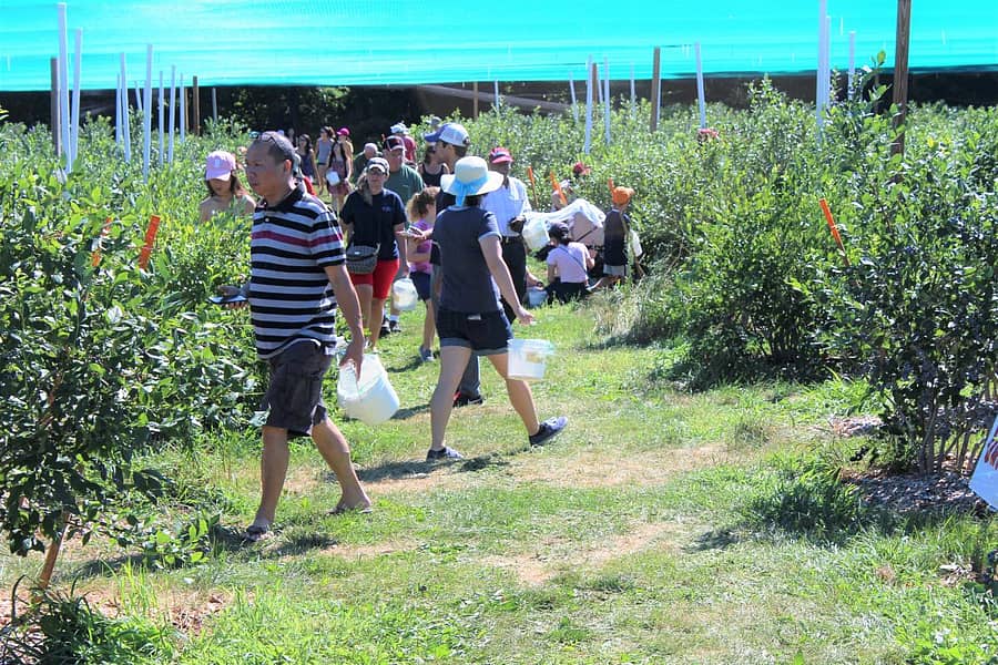 ಬ್ಲೂಬೆರ್ರಿ ತೋಟದಲ್ಲಿ ಚಿತ್ರಗಳು: ಜಿ.ನಾಗೇಂದ್ರ ಮತ್ತು ರಾಜೇಂದ್ರ.ಎನ್.ಆಚಾರ್ಯ