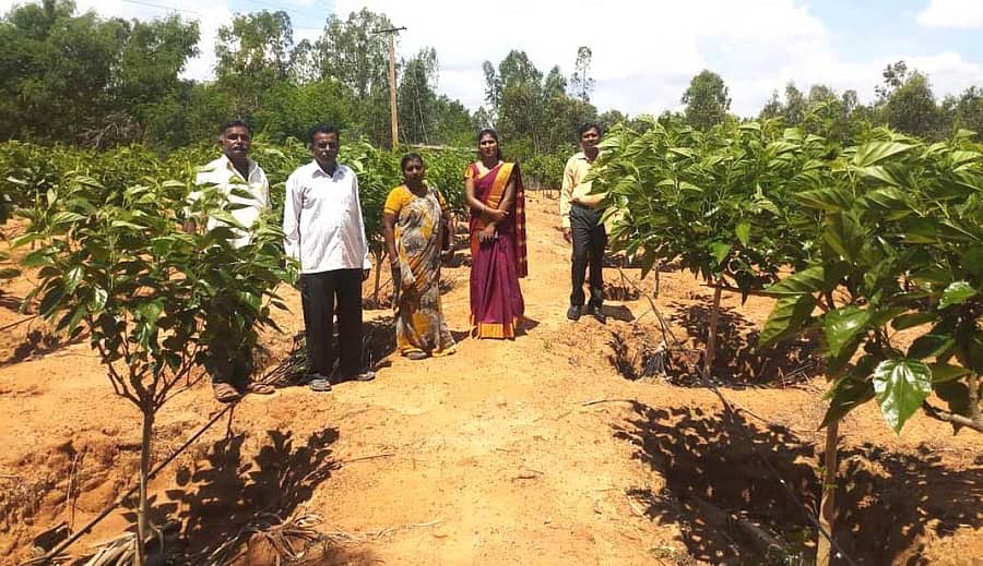 ರೇಷ್ಮೆ ಮರಕಡ್ಡಿ ವಿಧಾನದಲ್ಲಿ ಬೆಳೆದಿರುವ ತೋಟವನ್ನು ವೀಕ್ಷಿಸಿದ ನಂದಿನಿ ವೆಂಕಟೇಶ್.