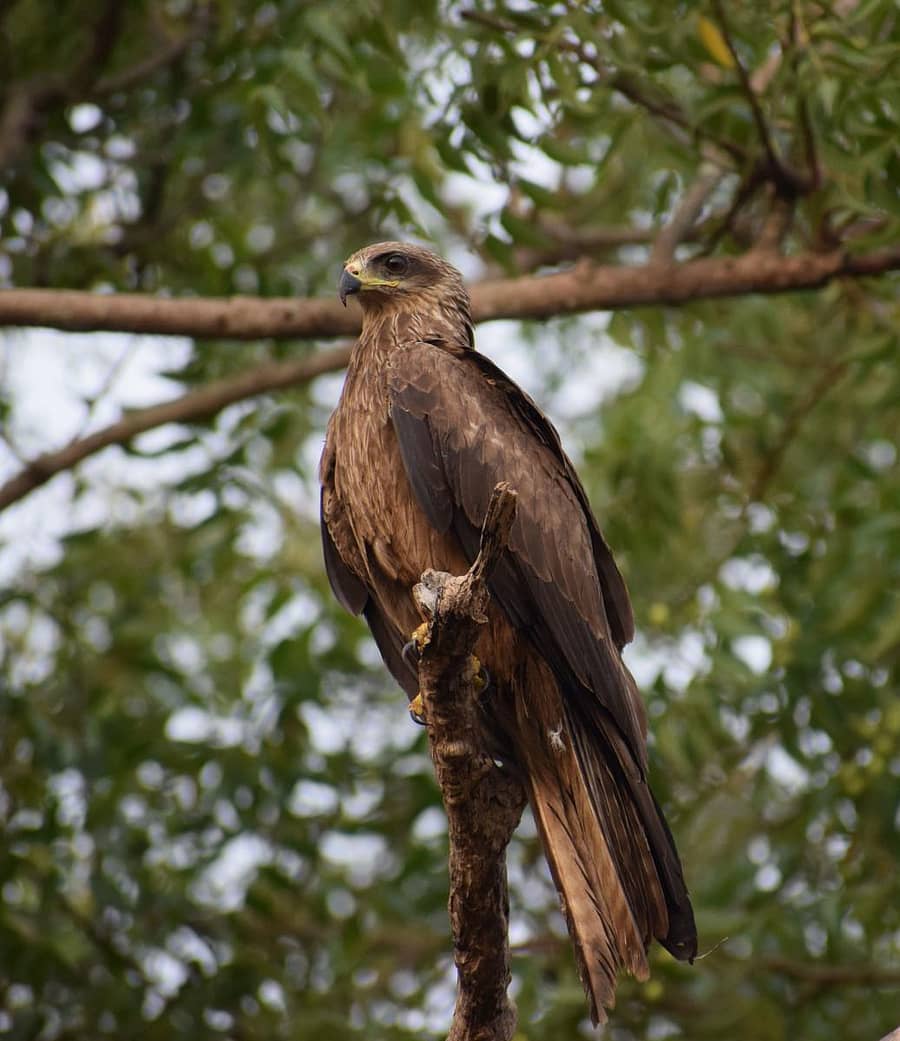 ಹುಬ್ಬಳ್ಳಿಯ ಶಿರೂರ ಪಾರ್ಕ್ ಬಳಿ ರಾಜಕಾಲುವೆ ಮರವೊಂದರ ಮೇಲೆ ಕುಳಿತಿದ್ದ ಹದ್ದು