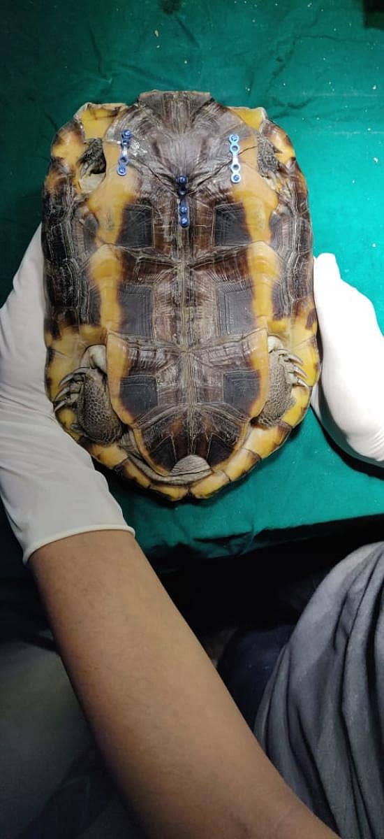 ಆಮೆಯ ಚಿಪ್ಪಿಗೆ ಟೈಟಾನಿಯಂ ಪ್ಲೇಟ್ಗಳನ್ನು ಜೋಡಿಸಿರುವುದು