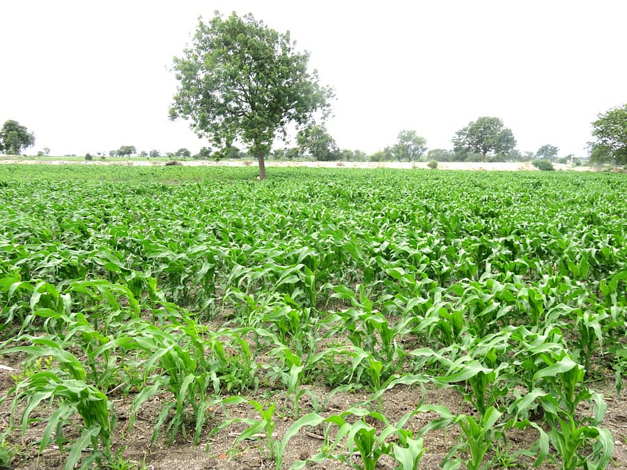 ಹೂವಿನಹಡಗಲಿ ತಾಲ್ಲೂಕು ಇಟ್ಟಿಗಿ ಗ್ರಾಮದ ಹೊಲಗಳಲ್ಲಿ ಬೆಳೆದಿರುವ ಮೆಕ್ಕೆಜೋಳ