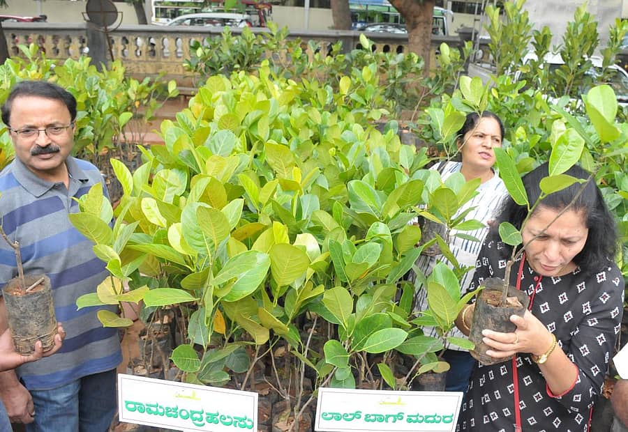 ಮೈಸೂರಿನ ನಂಜರಾಜ ಬಹದ್ದೂರ್ ಛತ್ರದಲ್ಲಿ ಶನಿವಾರ ಆರಂಭಗೊಂಡ ಹಲಸಿನ ಹಬ್ಬದಲ್ಲಿ ಪಾಲ್ಗೊಂಡಿದ್ದ ಕೆಲವರು ಹಲಸಿನ ಸಸಿಗಳನ್ನು ಖರೀದಿಸಿದರು