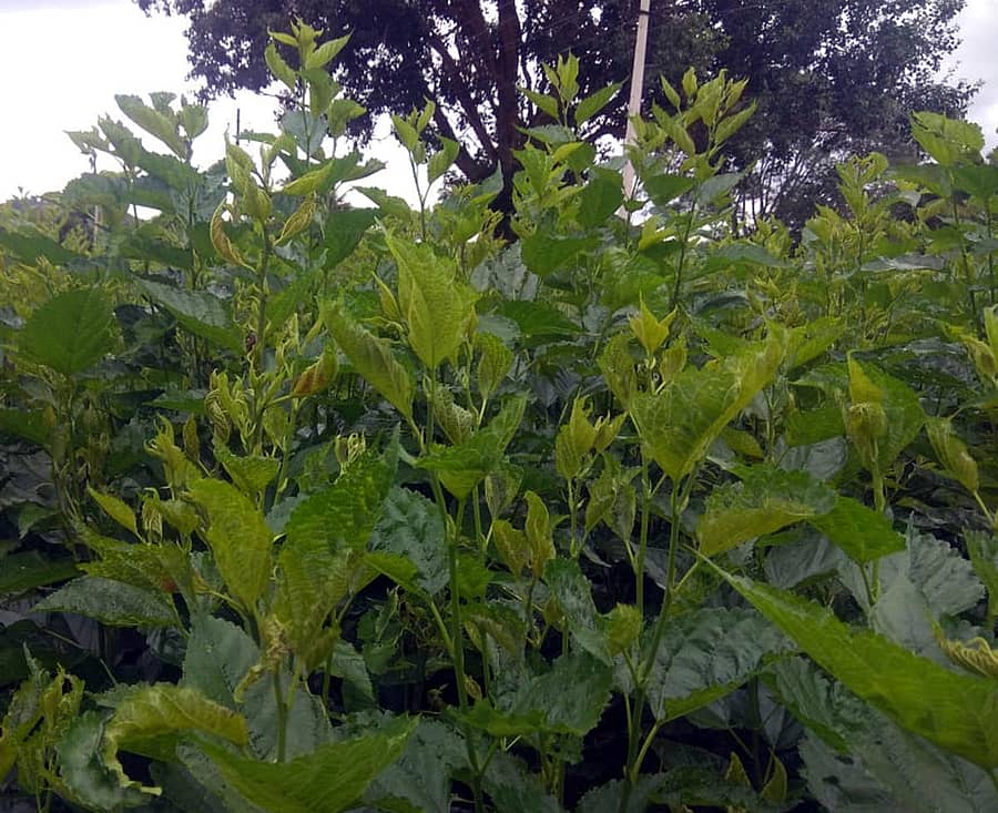 ಹಿಪ್ಪು ನೇರಳೆ ಗಿಡವನ್ನು ಕೀಟಗಳು ಬಾಧಿಸುತ್ತಿವೆ