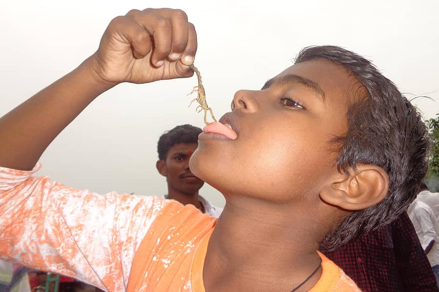 ಚೇಳಿನ್ನು ನಾಲಿಗೆಗೆ ತಾಗಿಸಿಕೊಂಡು ಸಂತಸಿದ ಬಾಲಕ. ಚಿತ್ರಗಳು–ಲೇಖಕರವು