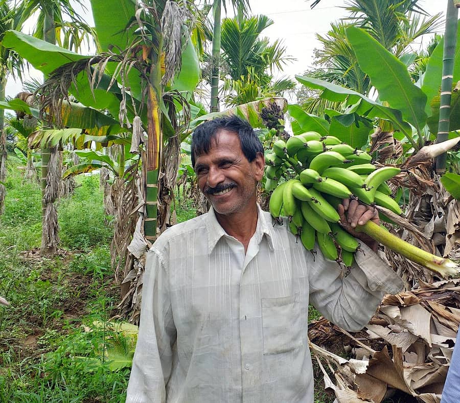ಬಾಳೆಗೊನೆ 