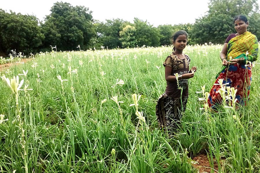 ಕುಷ್ಟಗಿಯ ಅಡಿವೆಪ್ಪ ಆಚಾರಿ ಅವರ ಜಮೀನಿನಲ್ಲಿ ಬೆಳೆದಿರುವ ಸುಗಂಧರಾಜ ಹೂವಿನ ಬೆಳೆ