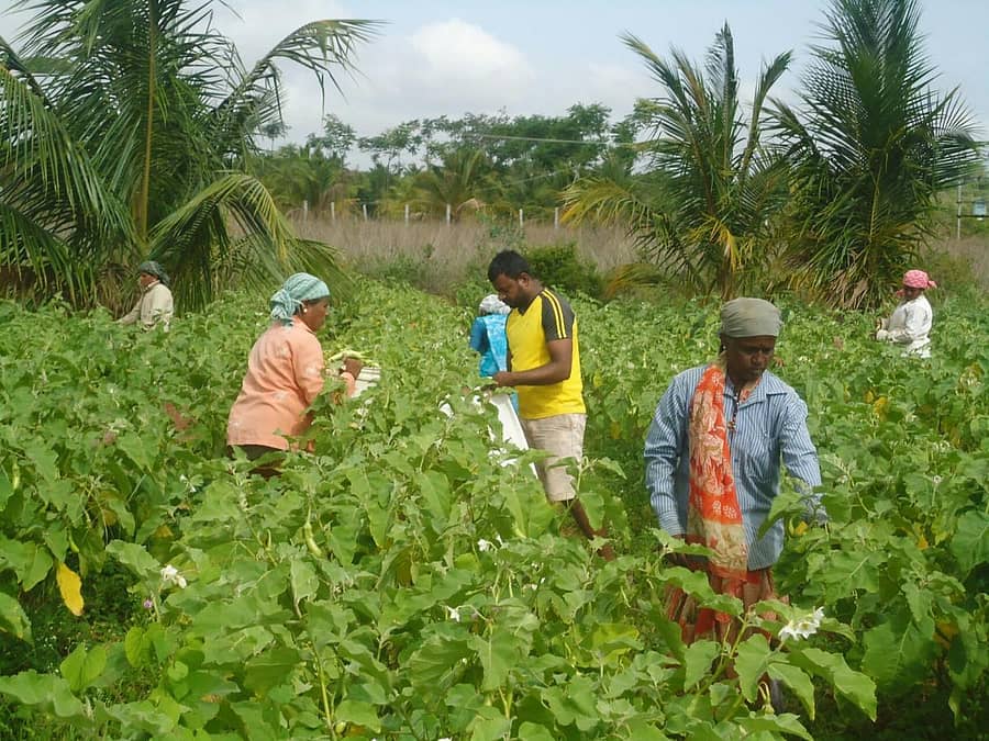 ಬದನೆ ಕೊಯ್ಲಿನಲ್ಲಿ ನಿರತರಾಗಿರುವ ರೈತ ಮಹಿಳೆಯರು