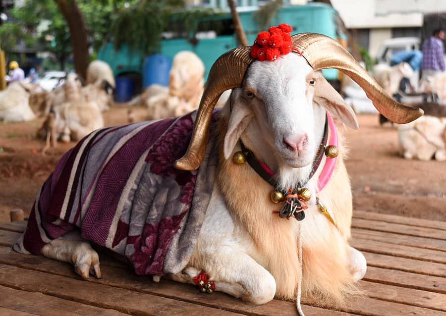 ಅಮೀನಗಡ ತಳಿಯ ಕುರಿ