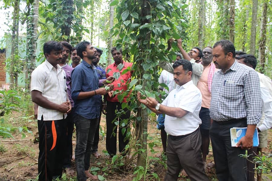 ಮಾಗಡಿ ತಾಲ್ಲೂಕಿನ ರಂಗಯ್ಯನ ಪಾಳ್ಯದ ವೀಳ್ಯದೆಲೆ ತೋಟಗಳಿಗೆ ತೋಟಗಾರಿಕಾ ಇಲಾಖೆಯ ಸಹಾಯಕ ನಿರ್ದೇಶಕ ಎನ್‌.ಬಿ. ನಾಗರಾಜು, ವಿಜ್ಞಾನಿ ಡಾ. ರಾಜೇಂದ್ರ ಭೇಟಿ ನೀಡಿ ಬಿಳಿಹುಳುಗಳ ಬಗ್ಗೆ ಪರಿಶೀಲಿಸಿದರು