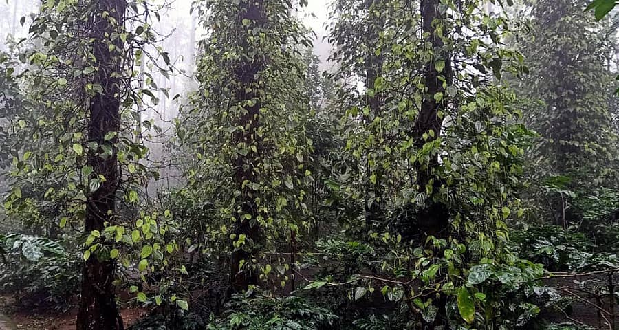 ಯಳಂದೂರು ತಾಲ್ಲೂಕಿನ ಬಿಳಿಗಿರಿರಂಗನಬೆಟ್ಟದ ಕರಿಮೆಣಸಿನ ತೋಟದಲ್ಲಿ ಆವರಿಸಿದ ಮಂಜು