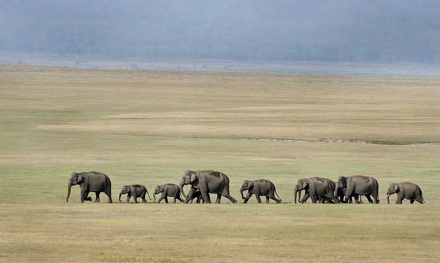 ಉತ್ತರಾಖಂಡ್ನ ಜಿಮ್ ಕಾರ್ಬೆಟ್ ರಾಷ್ಟ್ರೀಯ ಉದ್ಯಾನದಲ್ಲಿ ಆನೆಗಳ ಹಿಂಡು. (ಚಿತ್ರ: ಮಲ್ಲಿಕಾರ್ಜುನ ಡಿ.ಜಿ.)