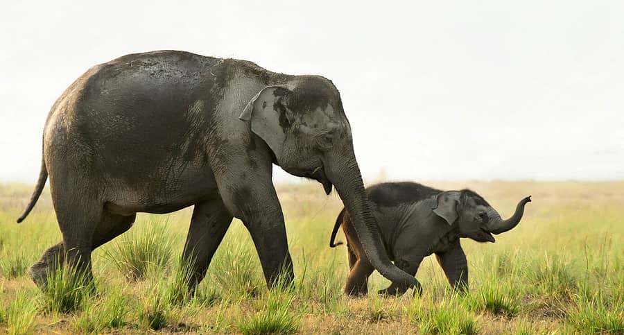 ತಾಯಿಯೊಂದಿಗೆ ಮರಿಯಾನೆ (ಪ್ರಾತಿನಿಧಿಕ ಚಿತ್ರ: ಮಲ್ಲಿಕಾರ್ಜುನ ಡಿ.ಜಿ.)