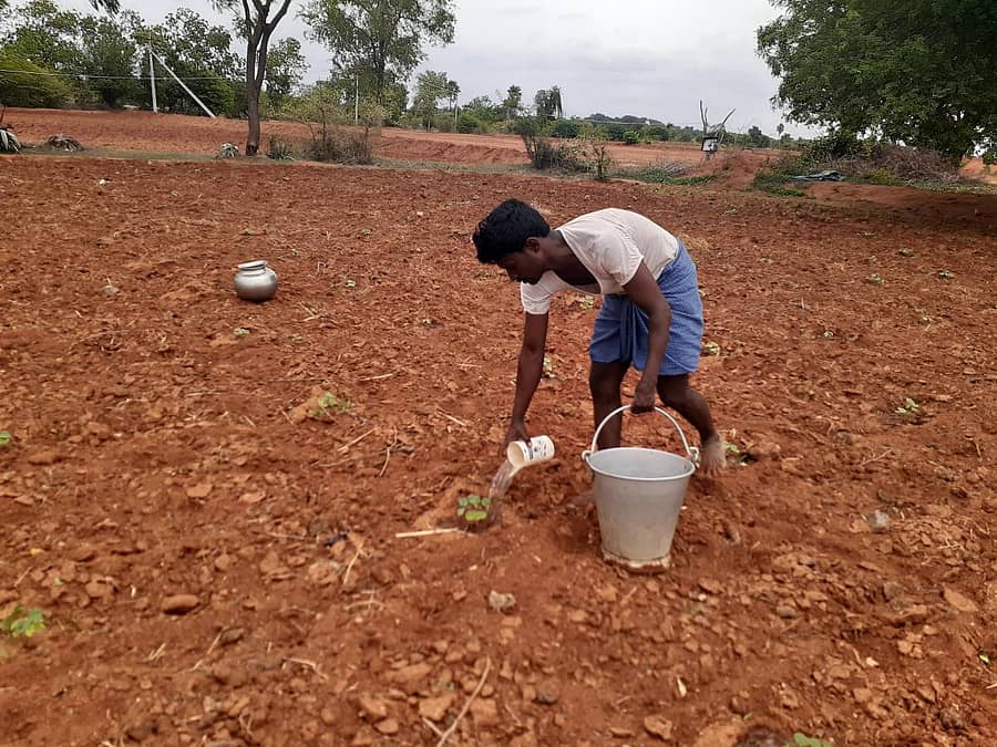ಶಕ್ತಿನಗರ ಸಮೀಪದ ಯರಗುಂಟ ಗ್ರಾಮದ ರೈತ ಸಿದ್ಧಪ್ಪ ಅವರ ಜಮೀನಿನಲ್ಲಿ ಬಿತ್ತನೆ ಮಾಡಿದ್ದ ಹತ್ತಿ ಬೆಳೆ ಮೊಳಕೆ ಒಡೆದು ಸಸಿಯಾಗಿವೆ. ಅದನ್ನು ಉಳಿಸಿಕೊಳ್ಳಲು ಬಕೇಟ್ಯಿಂದ ನೀರು ಹಾಕುತ್ತಿರುವುದು ಕಂಡುಬಂತು