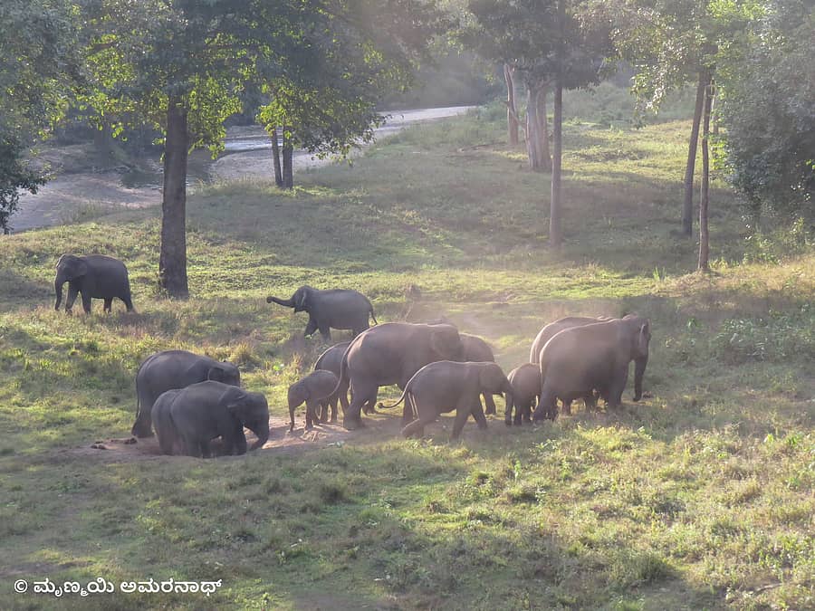 ಮುಂಜಾನೆ ಬೆಳಕಿನಲ್ಲಿ ಆನೆಗಳ ಚಿಣ್ಣಾಟ. ಚಿತ್ರ– ಮೃಣ್ಮಯಿ ಅಮರನಾಥ್