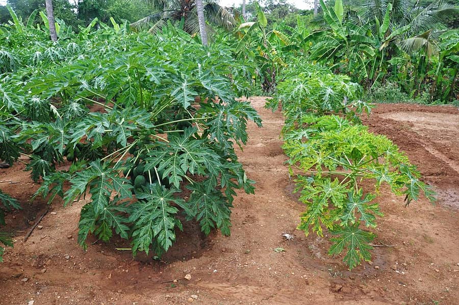 ಆರೋಗ್ಯವಂತ ಗಿಡ ಹಾಗೂ ವೈರಸ್ಗೆ ತುತ್ತಾದ ಪಪ್ಪಾಯ ಗಿಡಗಳು