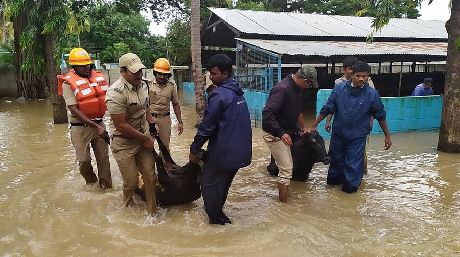 ಗೋವುಗಳ ರಕ್ಷಣಾ ಕಾರ್ಯ.