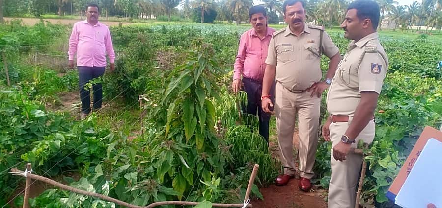 ಕಾಲುಗುಪ್ತ ಮತ್ತು ದೀಪಾಲಿ