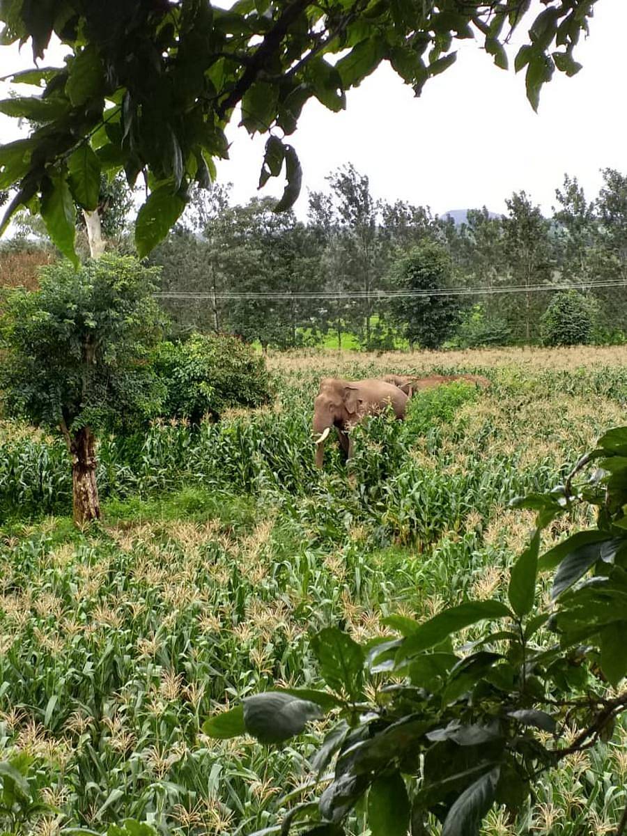 ಆಲೂರಿನ ಮೆಕ್ಕೆಜೋಳ ಹೊಲದಲ್ಲಿ ಬೀಡುಬಿಟ್ಟಿರುವ ಕಾಡಾನೆ ಹಿಂಡು