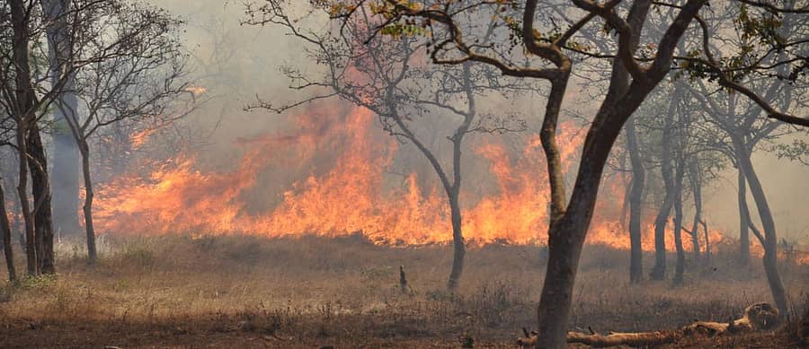 ಬಂಡೀಪುರದಲ್ಲಿ ಹಿಂದೆ ಕಂಡುಬಂದಿದ್ದ ಅಗ್ನಿಯ ರುದ್ರನರ್ತನ